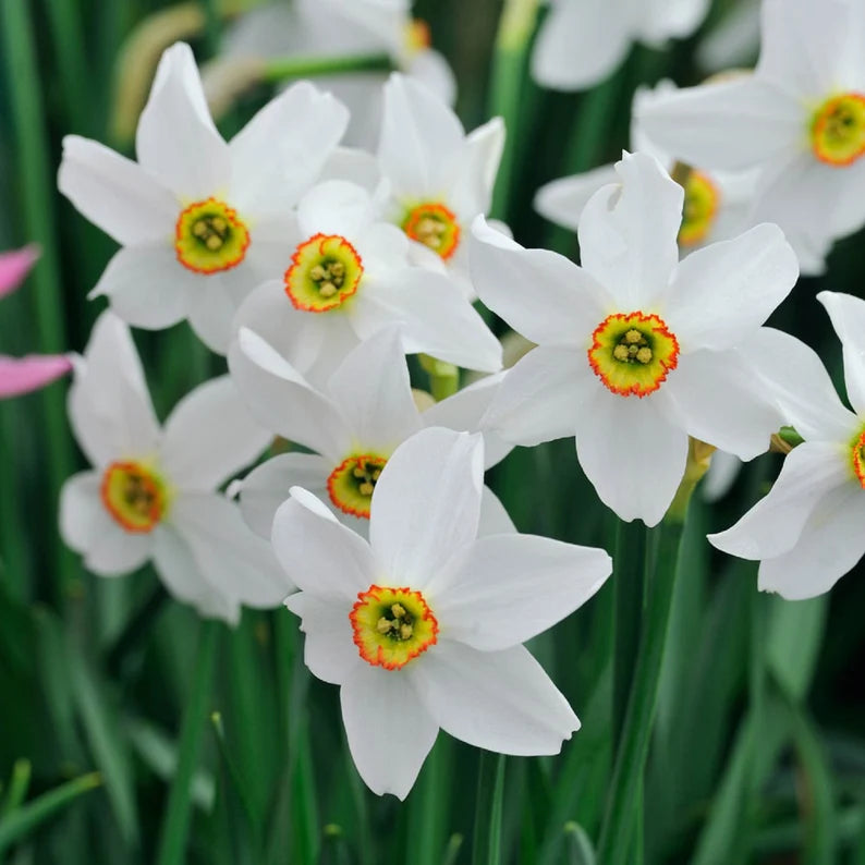 Narcissus Pheasant's Eye Daffodil Seeds