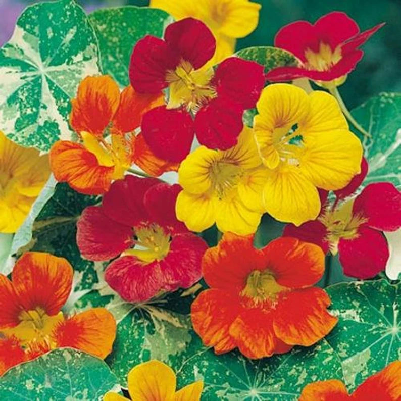 Nasturtium Jewel of Africa Seeds