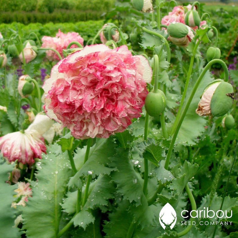 Poppy Peony Seeds - Antique Shades