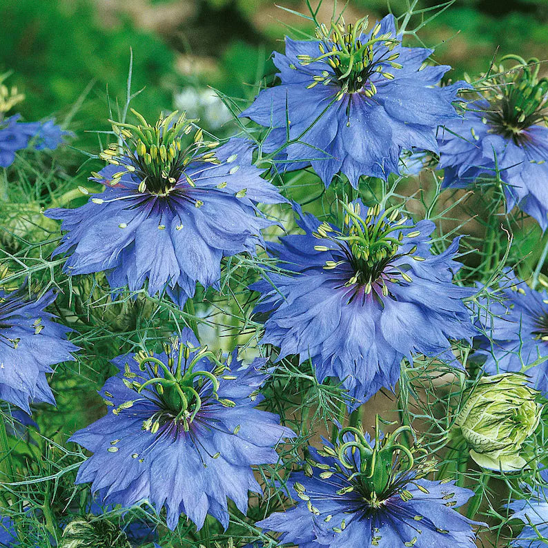 Miss Jekyll Dark Blue Organic Nigella Seed