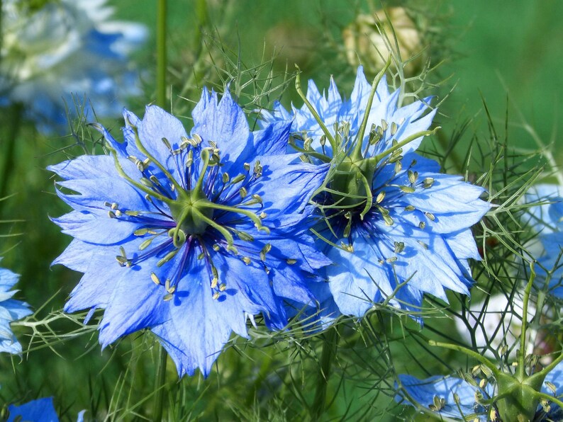 Miss Jekyll Dark Blue Organic Nigella Seed