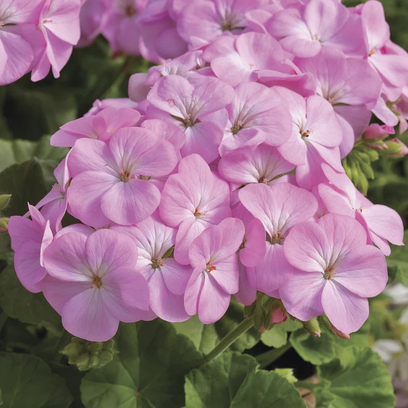 Lavender Geranium Seeds