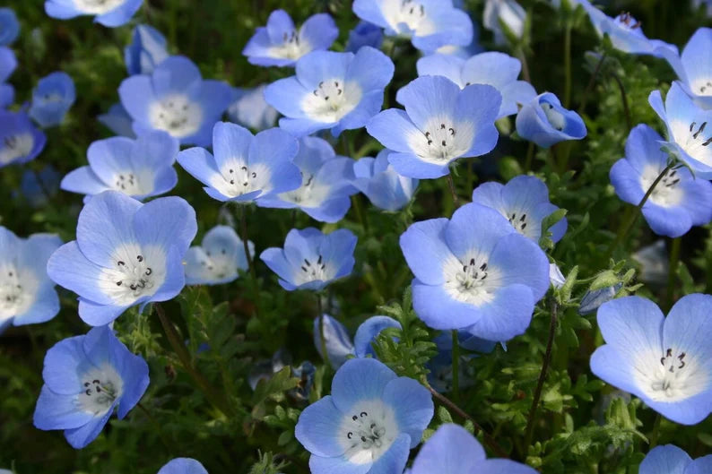 Baby Blue Eyes Seeds