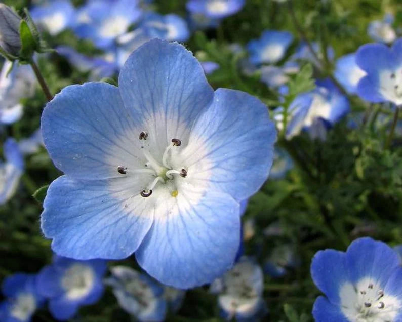 Baby Blue Eyes Seeds