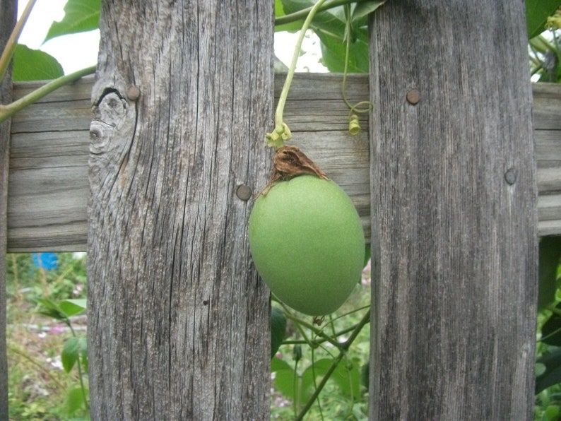 Maypop (Passiflora incarnata) Seeds