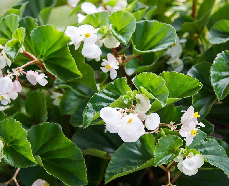 White Begonia Seeds