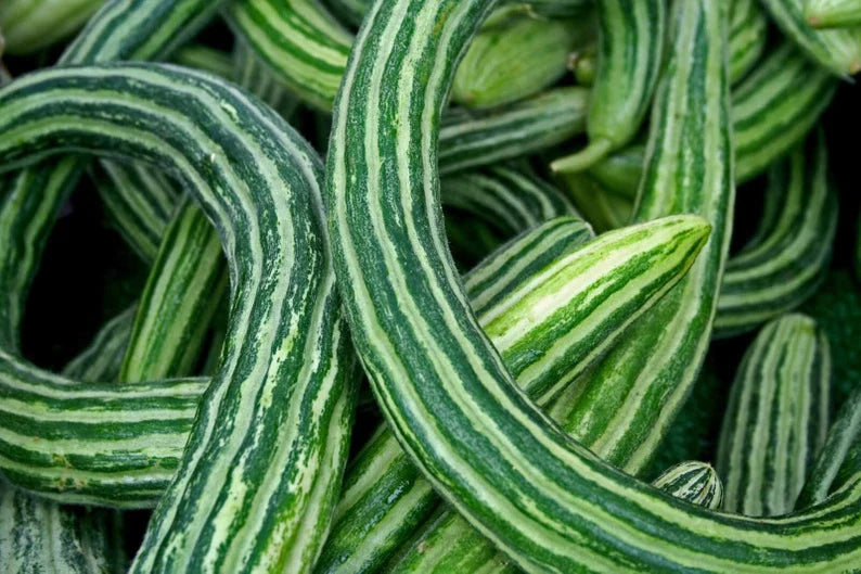 Cucumber Seeds - Painted Serpent