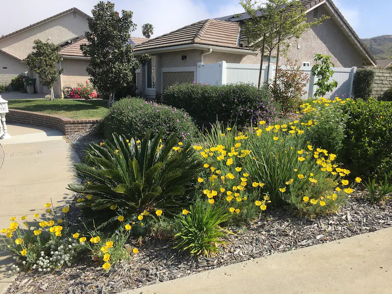 Mexican Tulip Poppy Sunlite Seeds