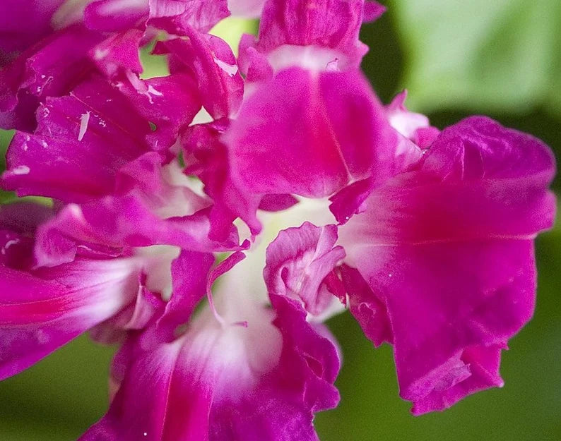 Morning Glory Sunrise Serenade Seeds