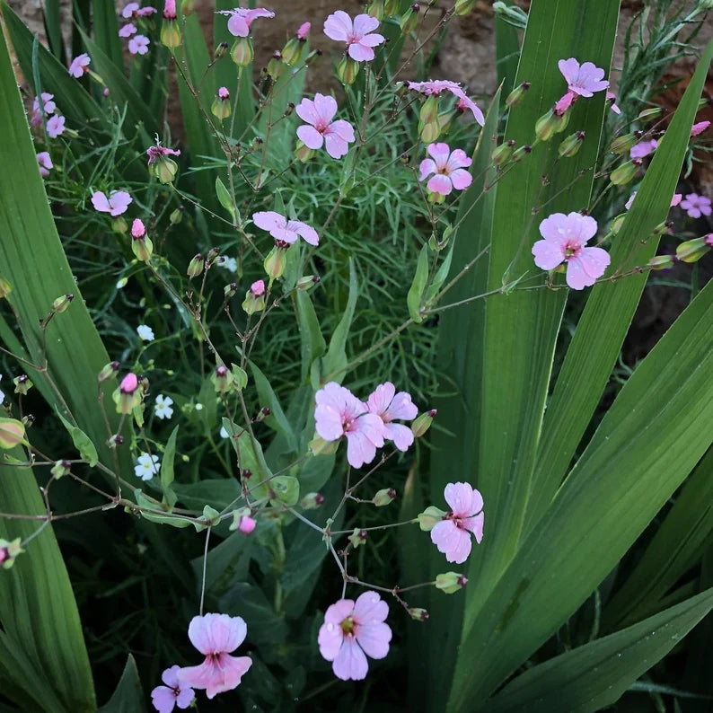 Pink Beauty Saponaria Seeds