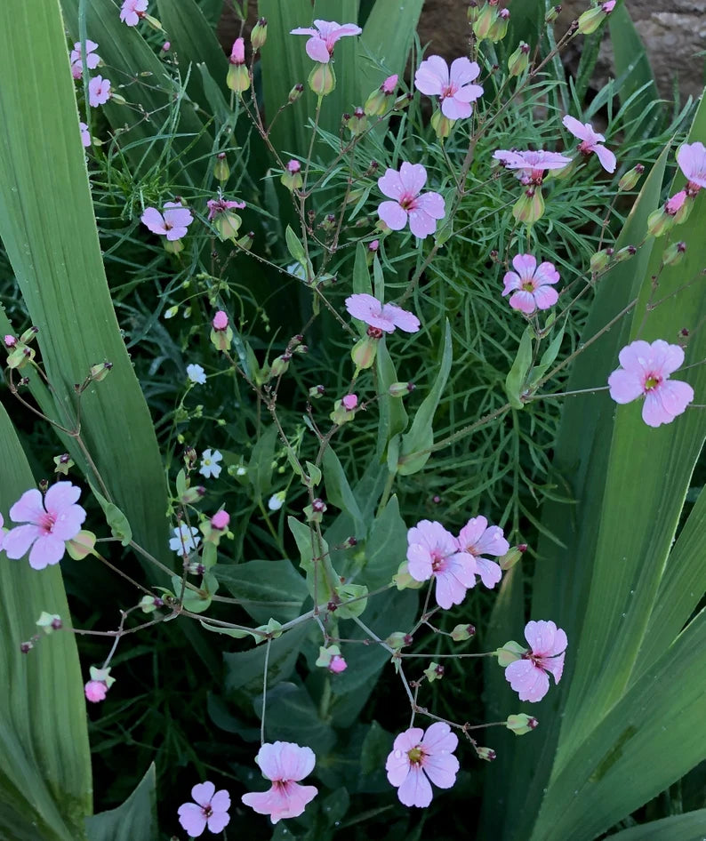 Pink Beauty Saponaria Seeds