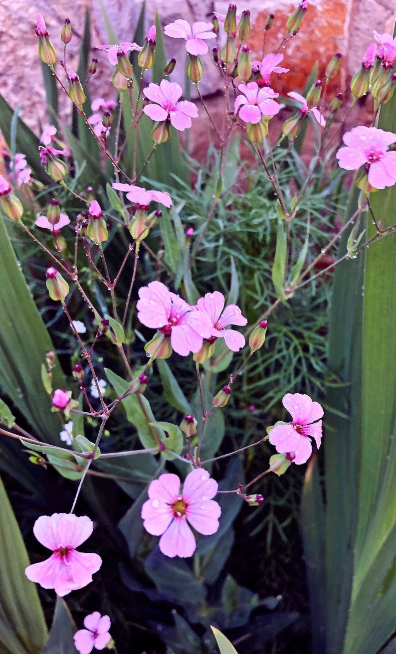 Pink Beauty Saponaria Seeds