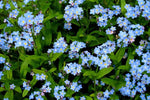 Heirloom Non-GMO Myosotis Sylvia Flower Seeds for Planting – Delicate Blue Forget-Me-Not Garden Blooms - Non-GMO for planting in home garden