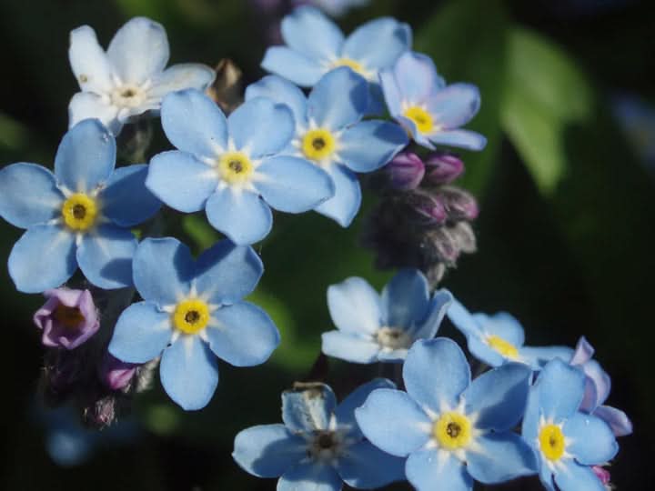 Myosotis Sylvia Flower Seeds for Planting – Delicate Blue Forget-Me-Not Garden Blooms