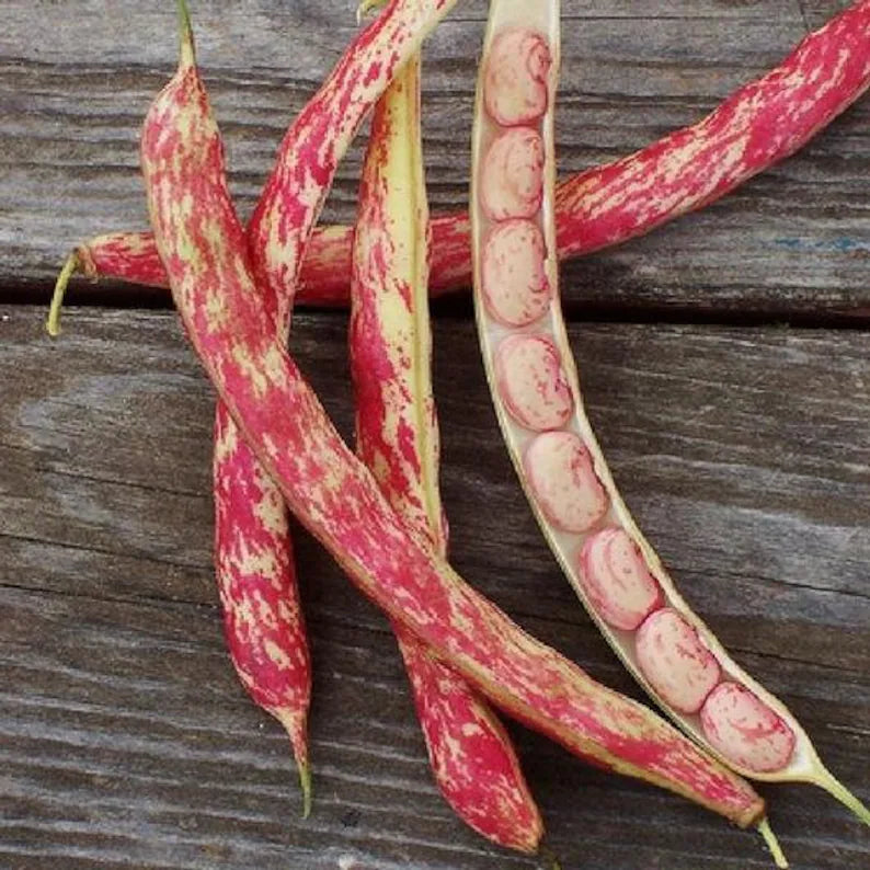 Bean Seeds (Bush) - Tongue of Fire