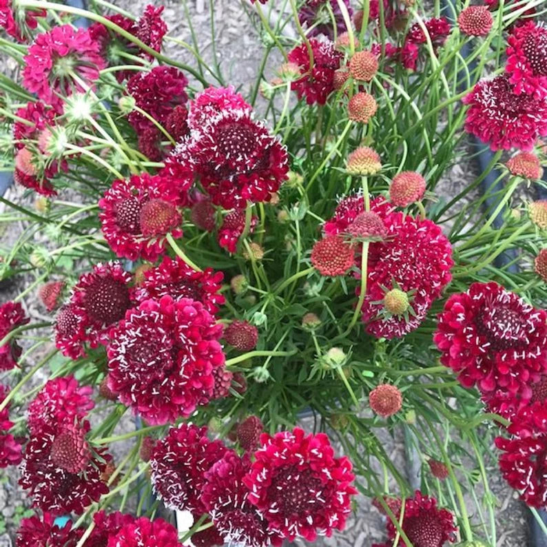 Fire King Scabiosa Seed