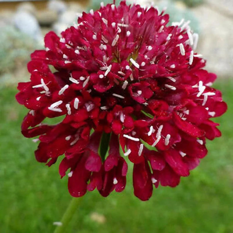 Fire King Scabiosa Seed