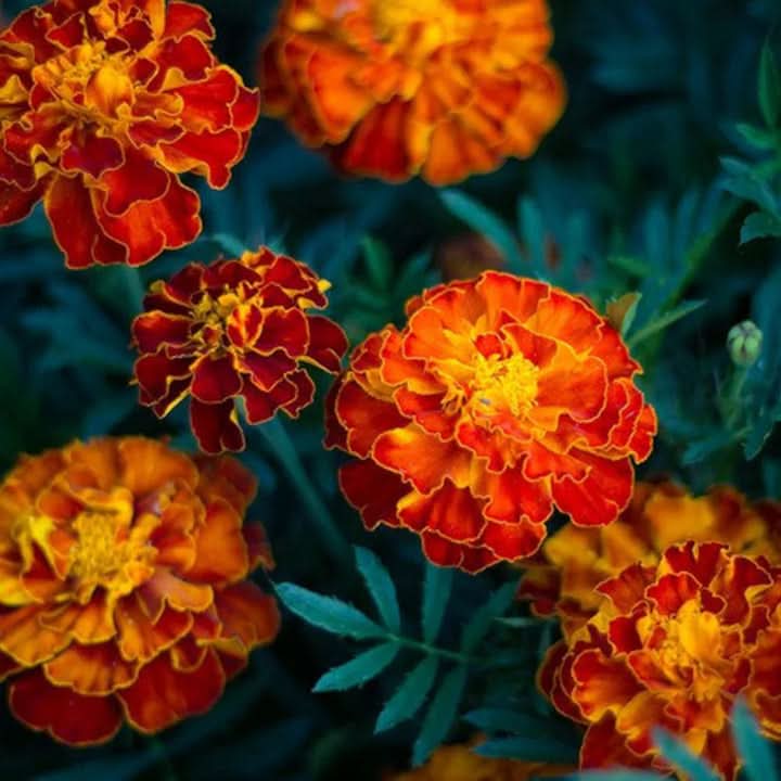 Russian Marigold Flower Seeds for Planting – Bright Hardy Blooms for Garden Borders