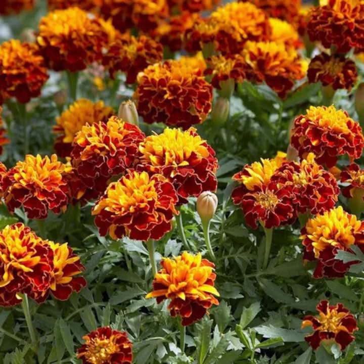 Russian Marigold Flower Seeds for Planting – Bright Hardy Blooms for Garden Borders
