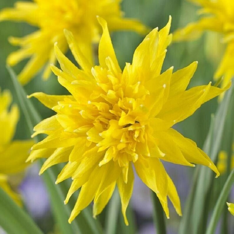 Narcissus Rip Van Winkle Daffodil Seeds