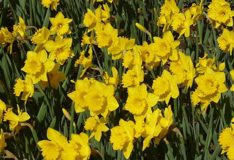 Narcissus Dutch Master Daffodil Seeds