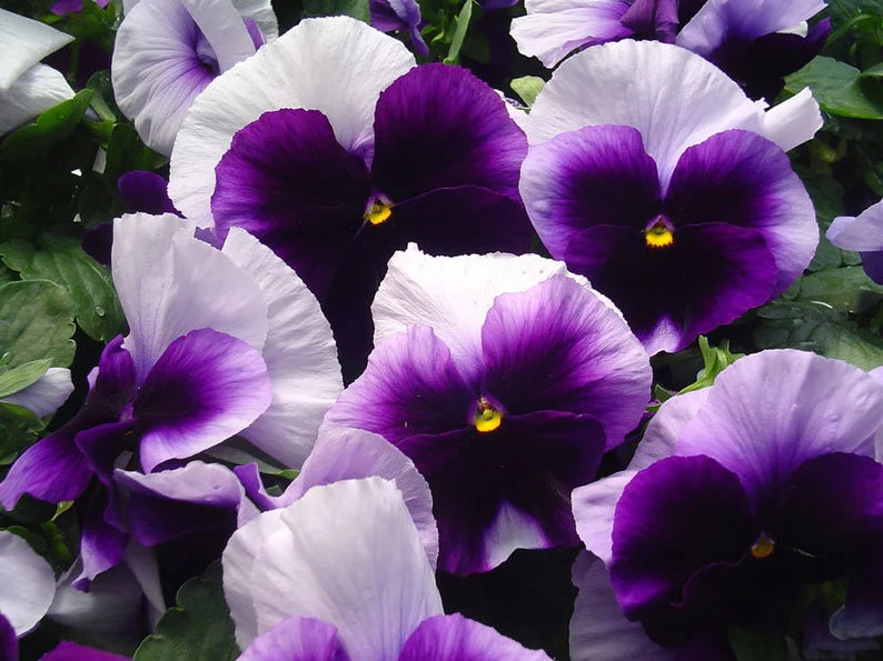 Aalsmeer King Size Mix Viola Seed