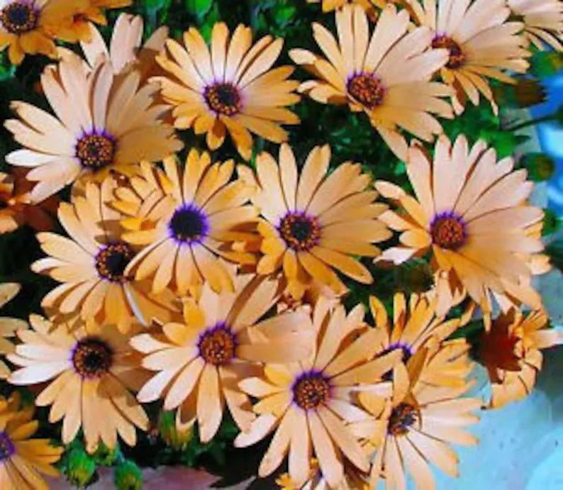 African Daisy Salmon Pink Flower Seeds