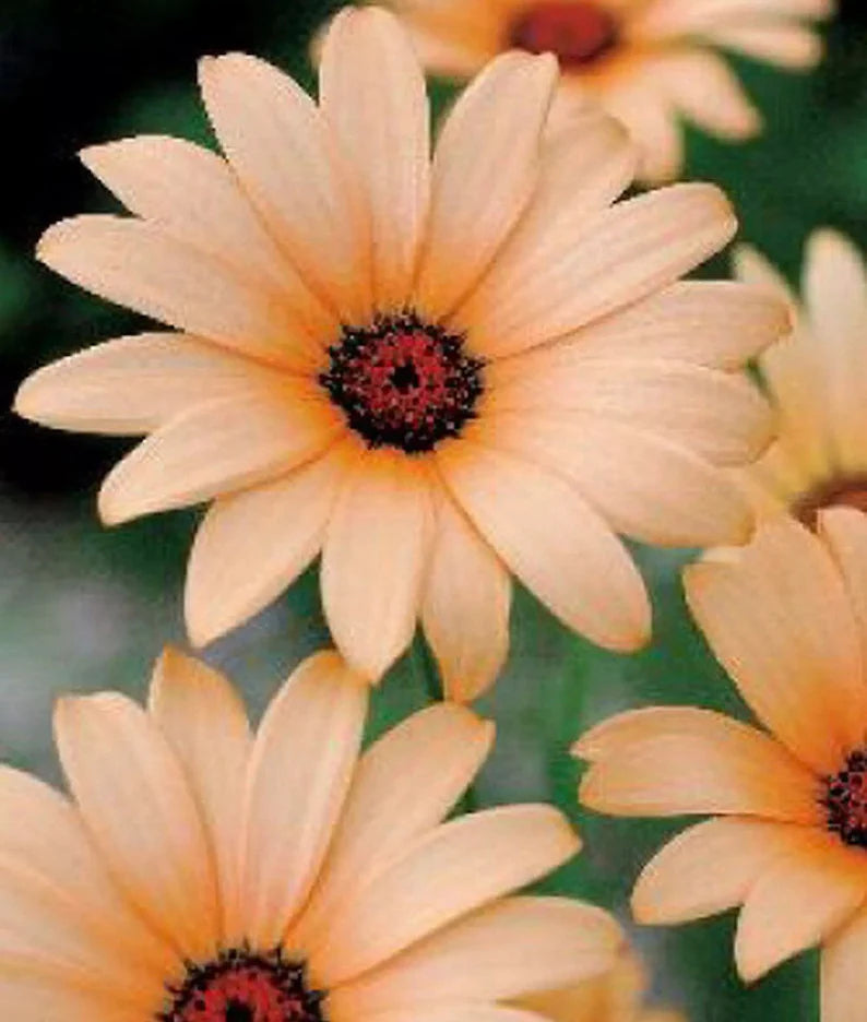 African Daisy Salmon Pink Flower Seeds