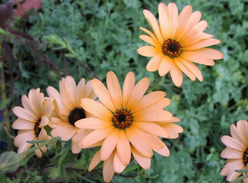 African Daisy Salmon Pink Flower Seeds