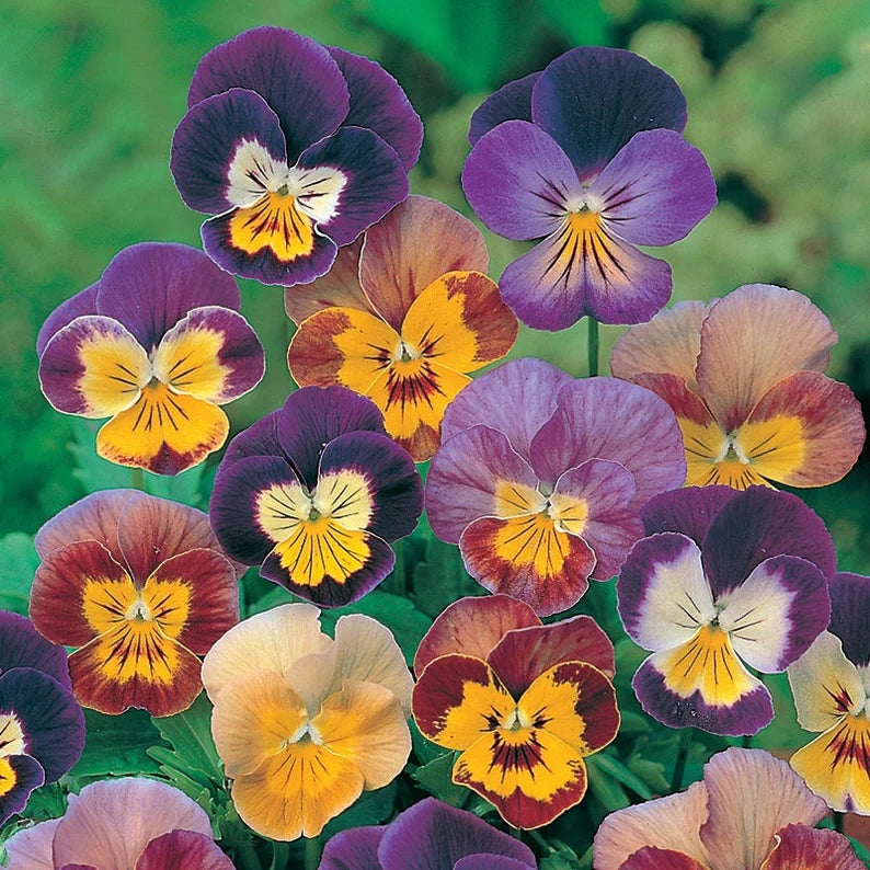 Aalsmeer King Size Mix Viola Seed