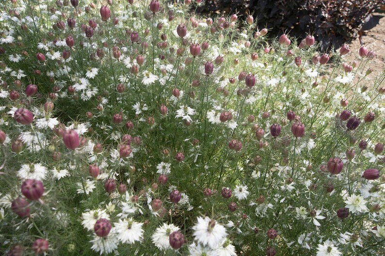 Albion Black Pod Nigella Seed