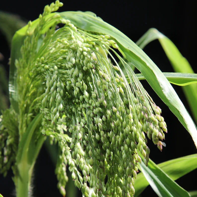 Green Drops Ornamental Grass Seed