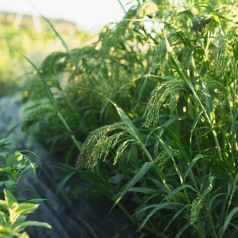 Green Drops Ornamental Grass Seed