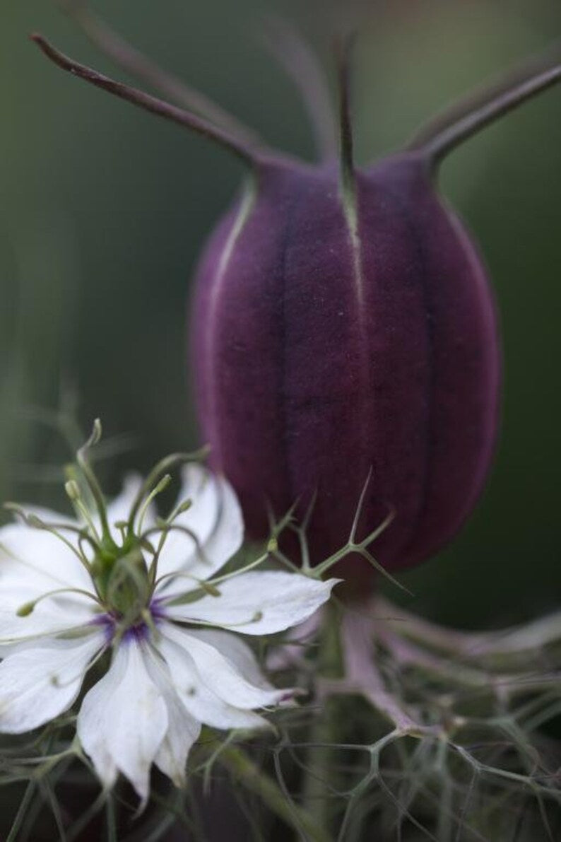 Albion Black Pod Nigella Seed