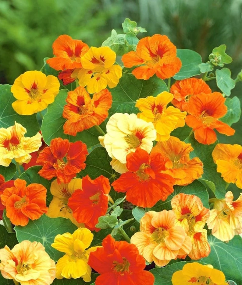 Nasturtium Indian Cress Seeds