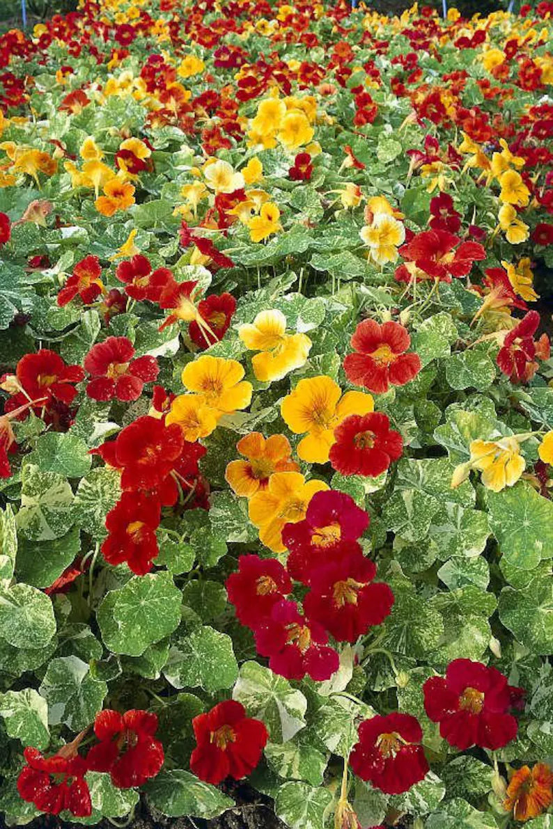 Nasturtium Tip Top Alaska Red Seeds