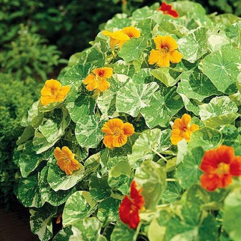 Nasturtium Tip Top Alaska Red Seeds