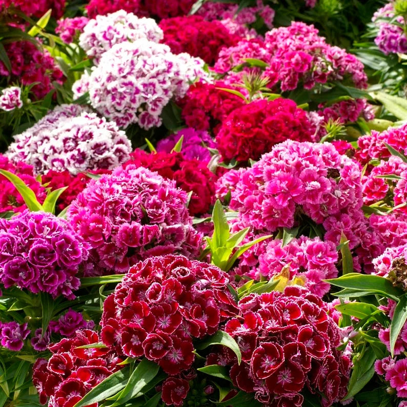 Sweet William Seeds - Herald of Spring Mix