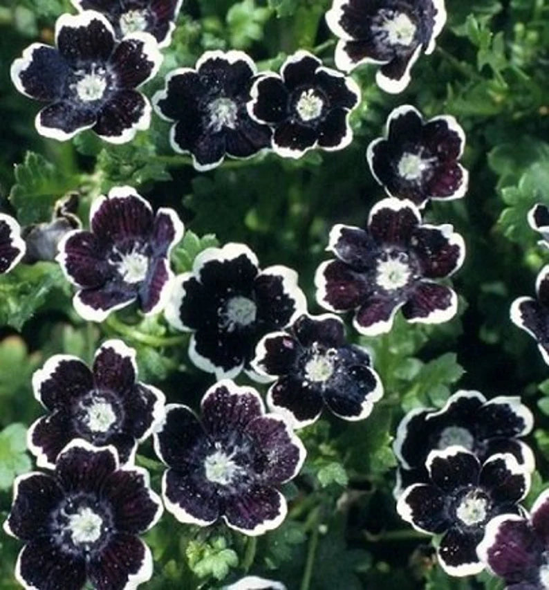 Nemophila Seeds - Penny Black