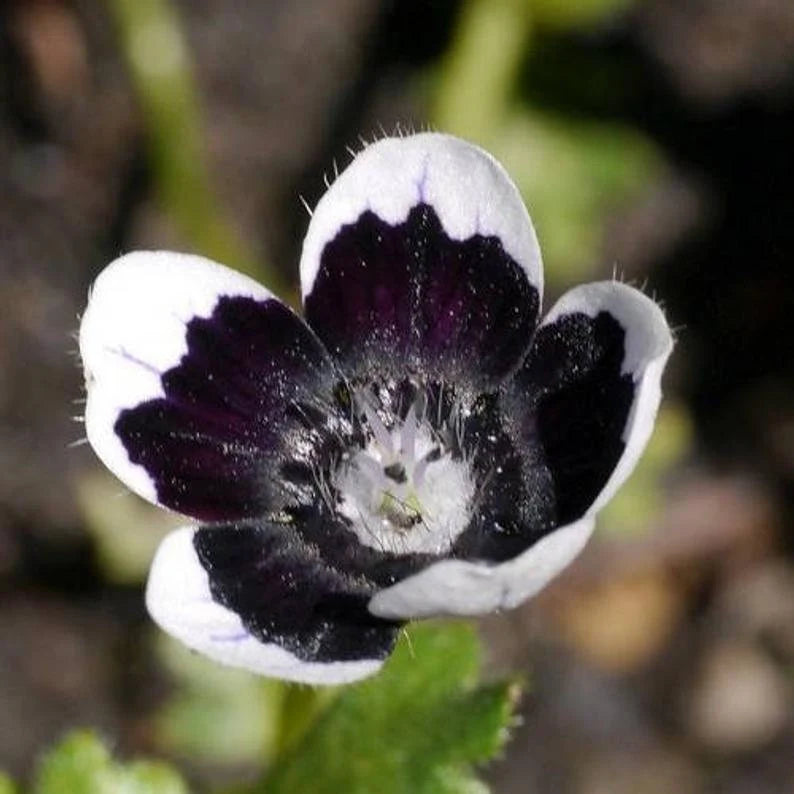 Nemophila Seeds - Penny Black