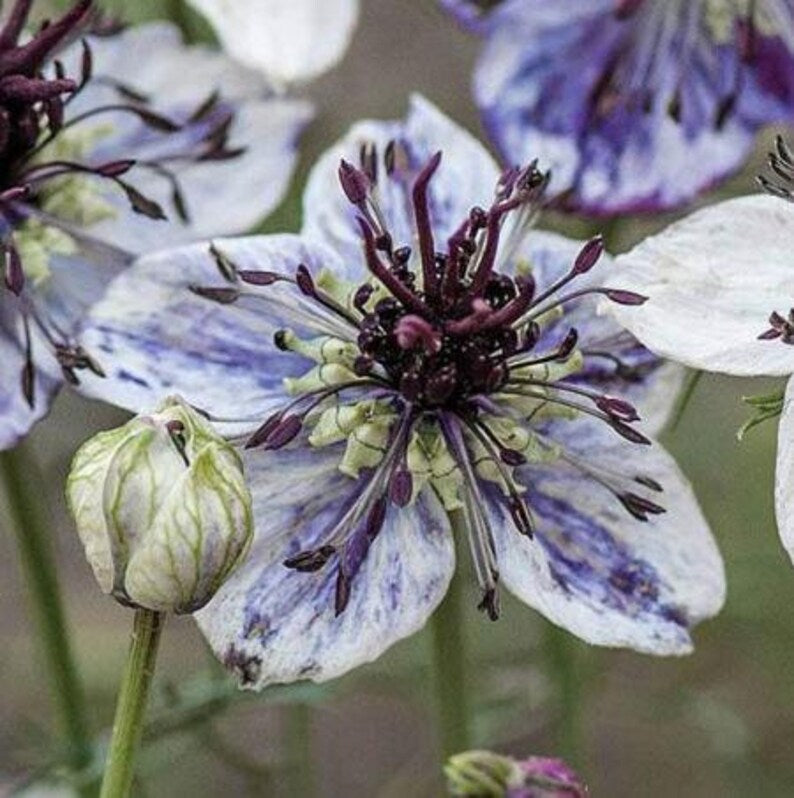 Delft Blue Nigella Seed