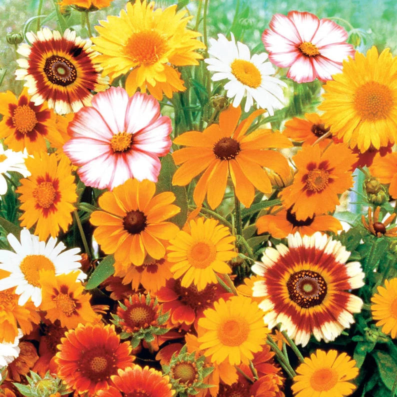 Daisy Crazy - Daisy Flower Seed Mix