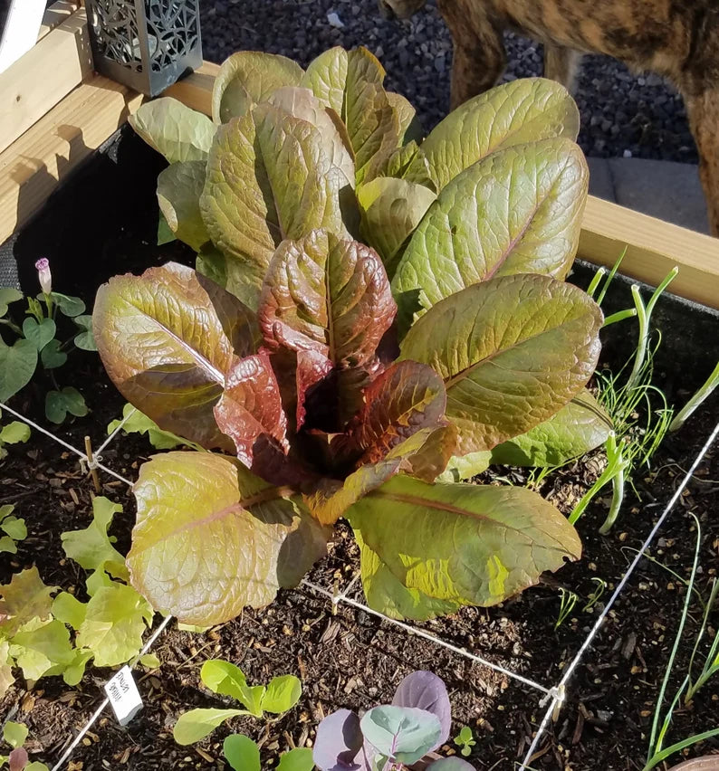 Lettuce Seeds - Rouge D'Hiver