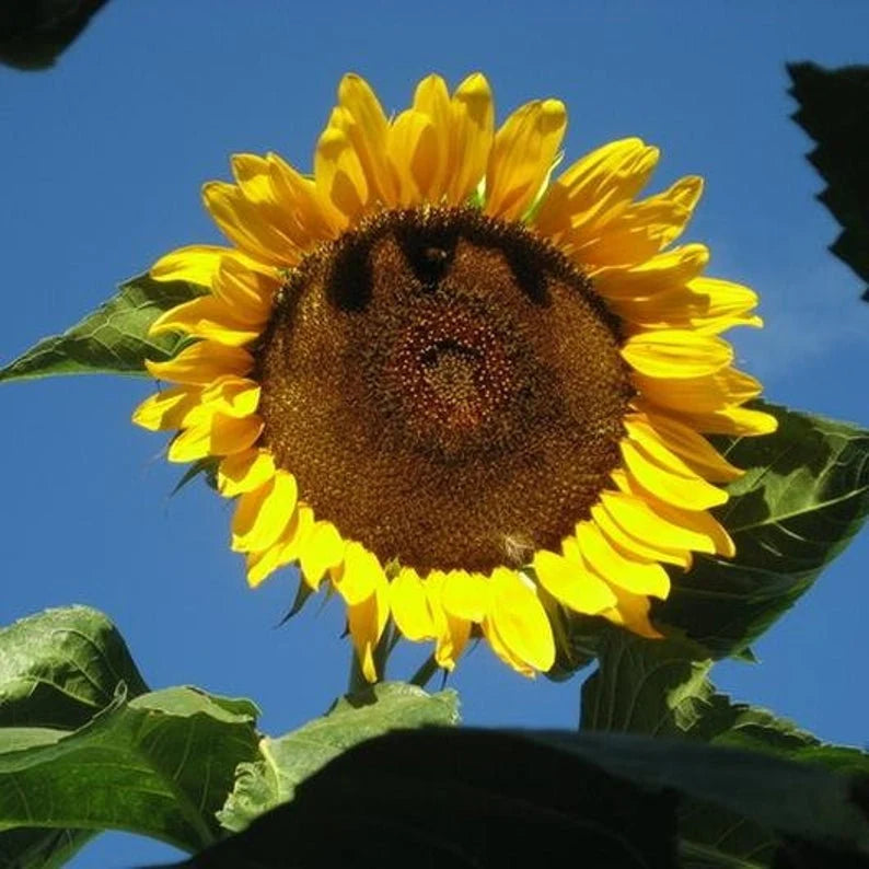 Sunflower Seeds - Black Russian