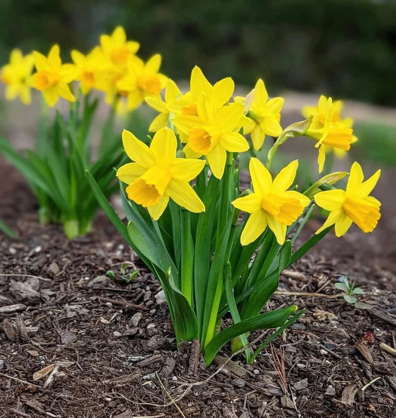 Narcissus Tete A Tete Daffodil Seeds