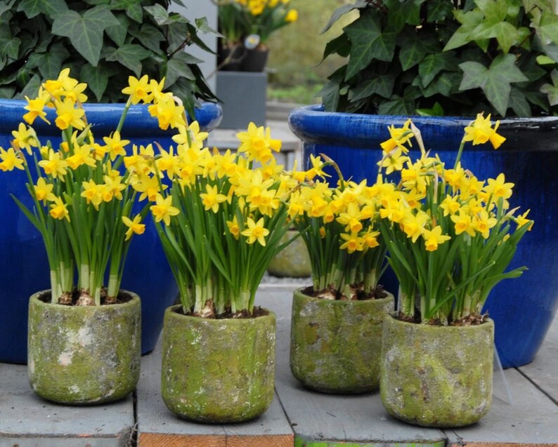 Narcissus Tete A Tete Daffodil Seeds