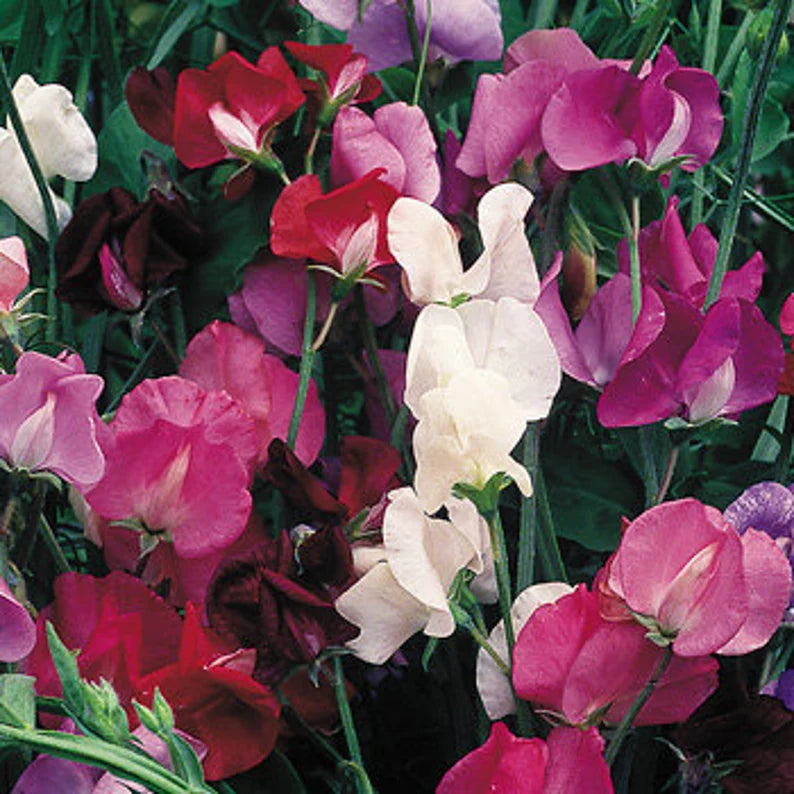 Sweet Pea Seeds - Old Spice Mix