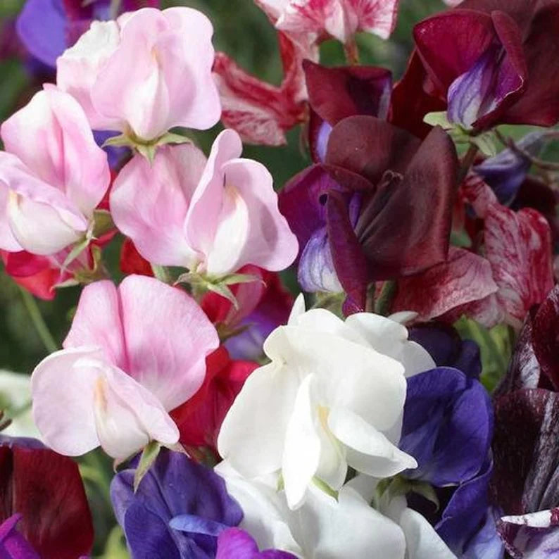 Sweet Pea Seeds - Old Spice Mix