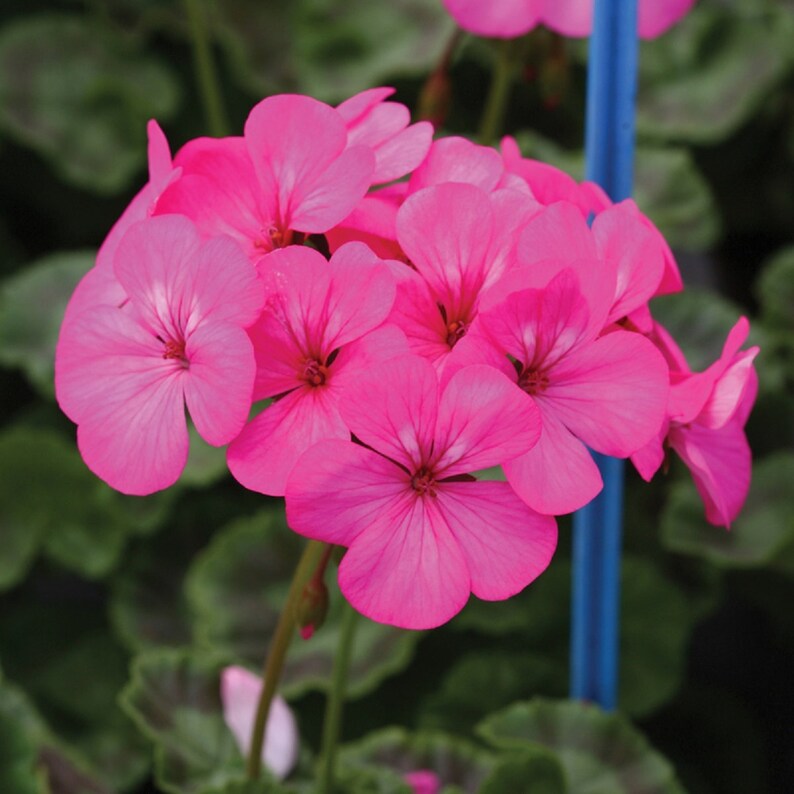 Pink Hybrid Geranium Seeds