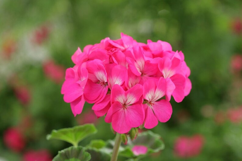 Pink Hybrid Geranium Seeds